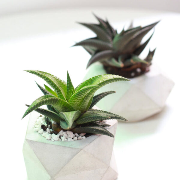 Haworthia Limifolia Twister - Image 2