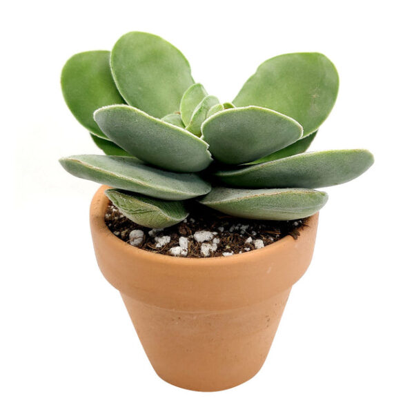 Crassula Cotyledonis - Image 4