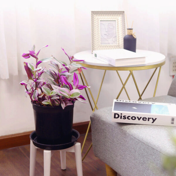 Tradescantia Nanouk - Image 5