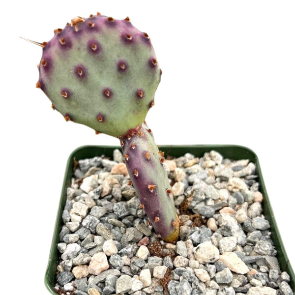 Rare Purple Prickly Pear Cactus - Image 3