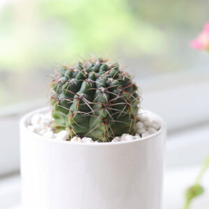 Echinocereus Pulchellus var Acanthosetus Cactus