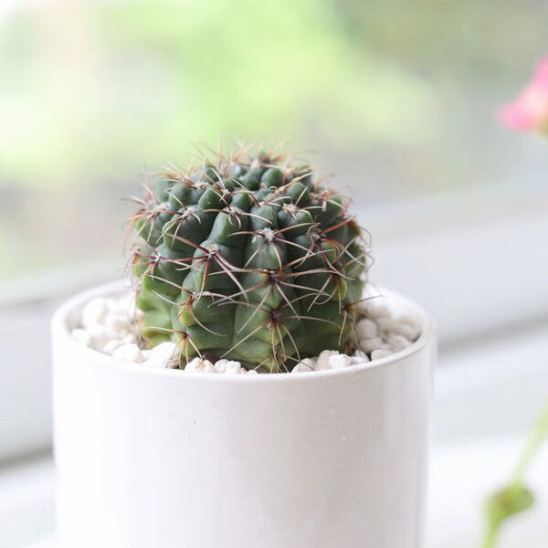 Echinocereus Pulchellus var Acanthosetus Cactus