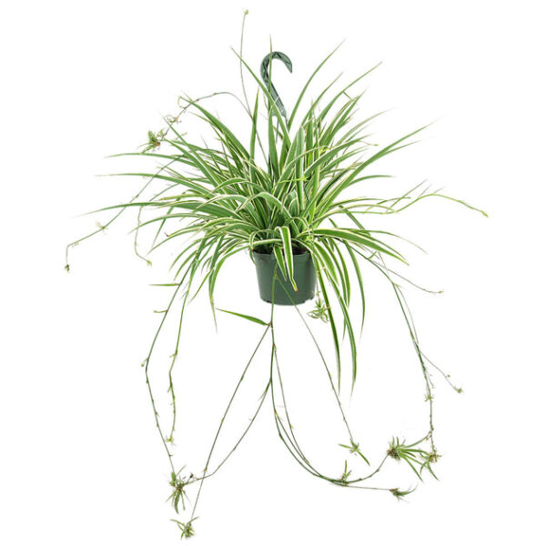Spider Plant - Image 6