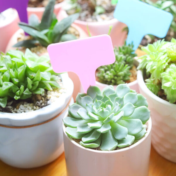 10 Plant Tags - Image 3