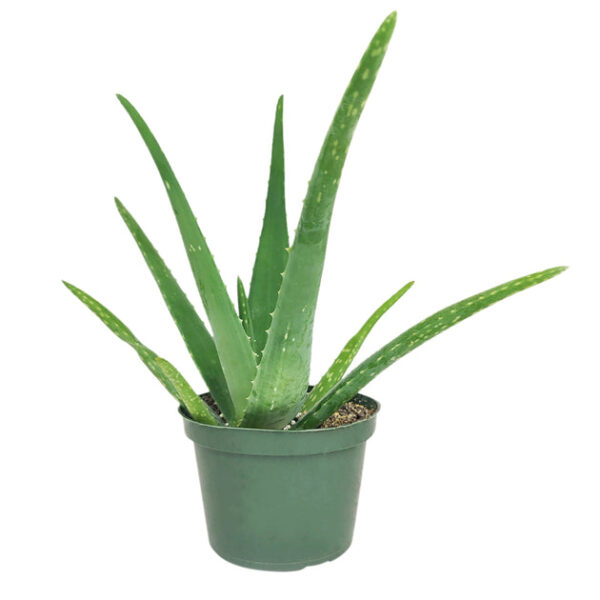 Aloe Vera - Image 5