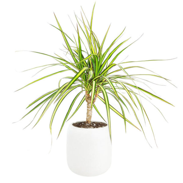 Dracaena Kiwi - Image 3