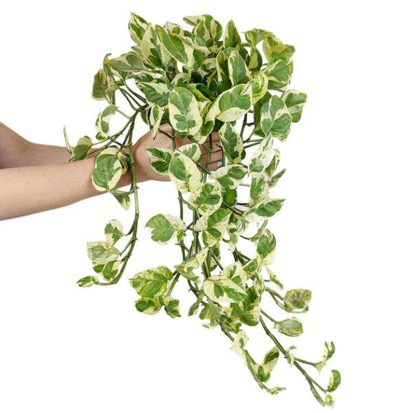 6 inch Pothos N'joy - Image 4