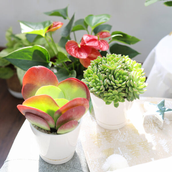 Kalanchoe Flapjacks Succulent - Image 2