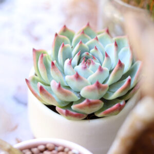 Echeveria Tippy Pink Succulent