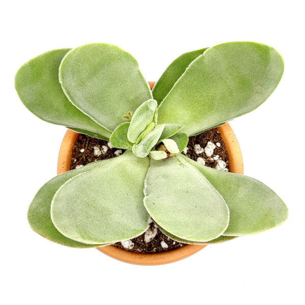 Crassula Cotyledonis - Image 5