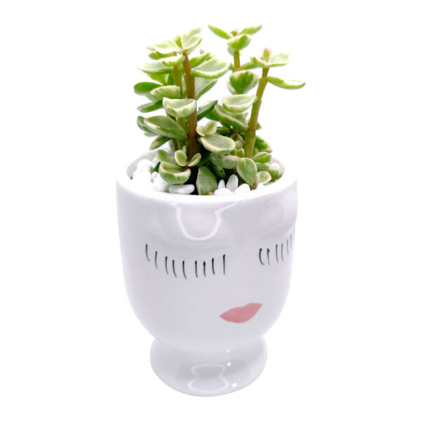 Beauty Pot - Image 8