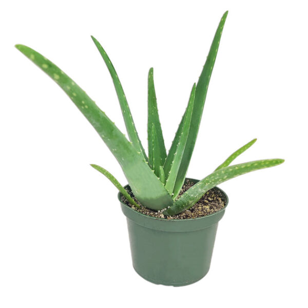 Aloe Vera - Image 4