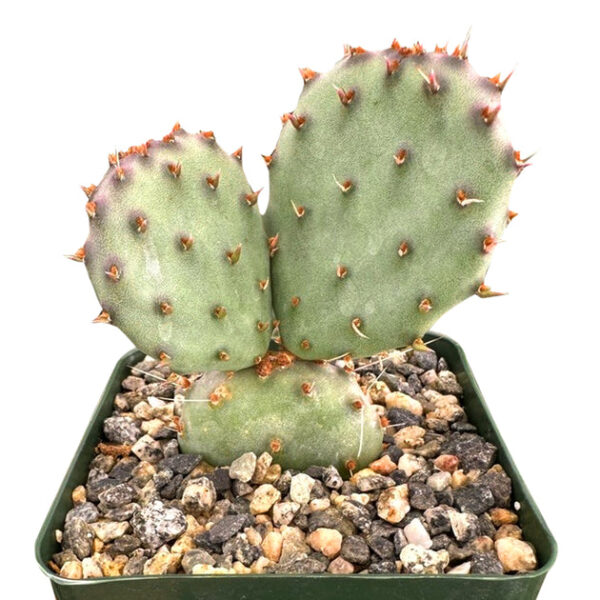 Rare Purple Prickly Pear Cactus - Image 2