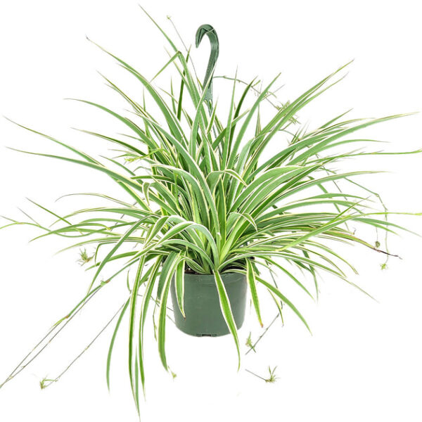 Spider Plant - Image 7