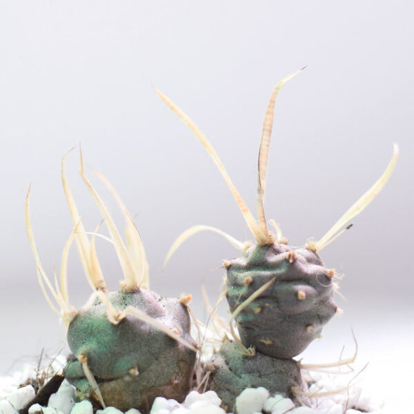 Paper Spine Cactus Tephrocactus - Image 2