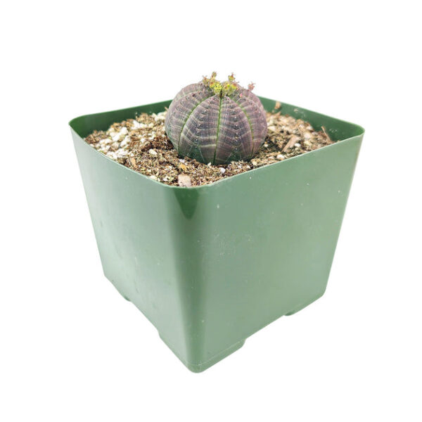 Euphorbia Obesa Cactus - Image 2