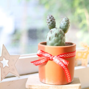 Rare Tephrocactus Geometricus