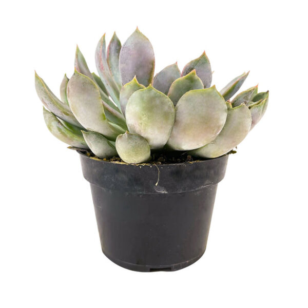 Echeveria 'Summer' - Image 3