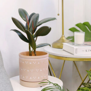 Burgundy Rubber Plant