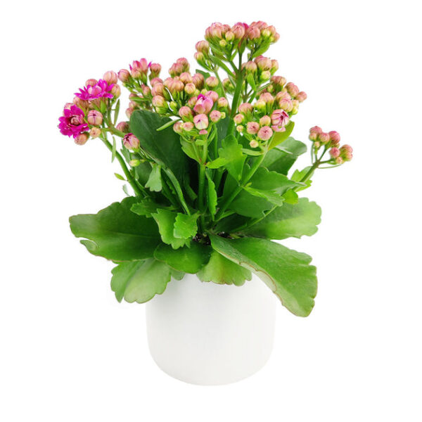 Kalanchoe blossfeldiana 'Calandiva Purple' - Image 7