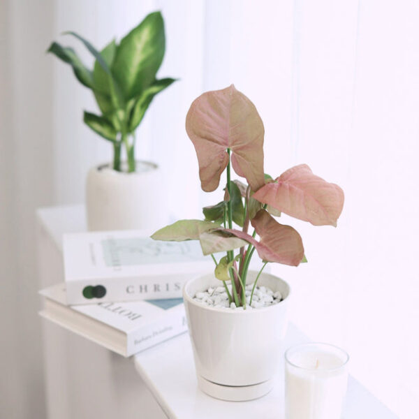 Syngonium Neon Robusta - Image 2