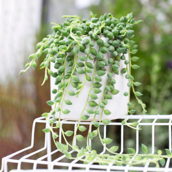 String of Tears Senecio Herreianus - Image 6