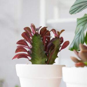 Euphorbia African Milk Tree Cactus