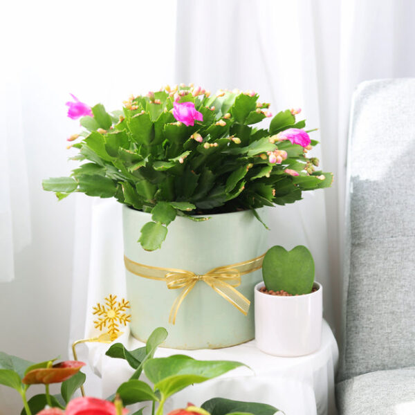 Random Color Christmas Cactus Thanksgiving Cactus - Image 5