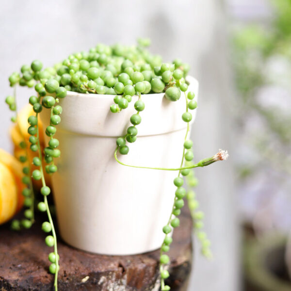 String Of Pearls Senecio Rowleyanus - Image 7