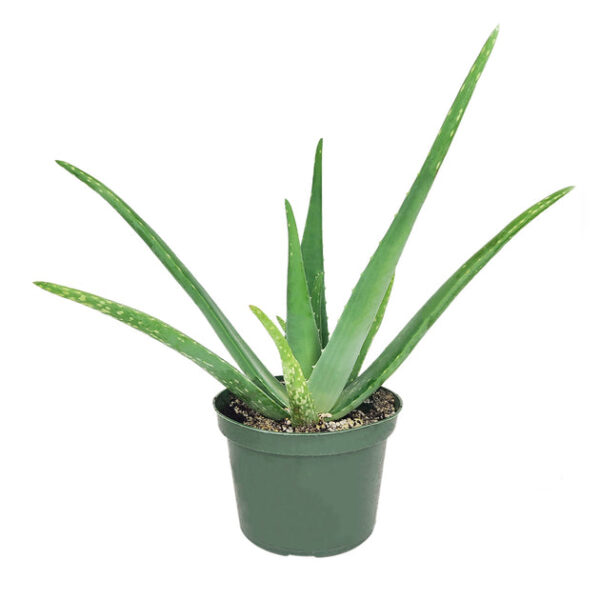 Aloe Vera - Image 3