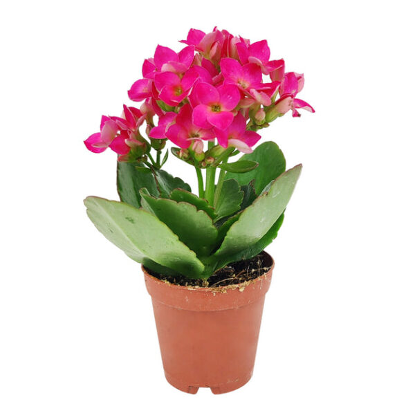 Kalanchoe blossfeldiana 'Calandiva Purple' - Image 8