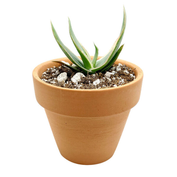 Coral Aloe Vera Striata - Image 8