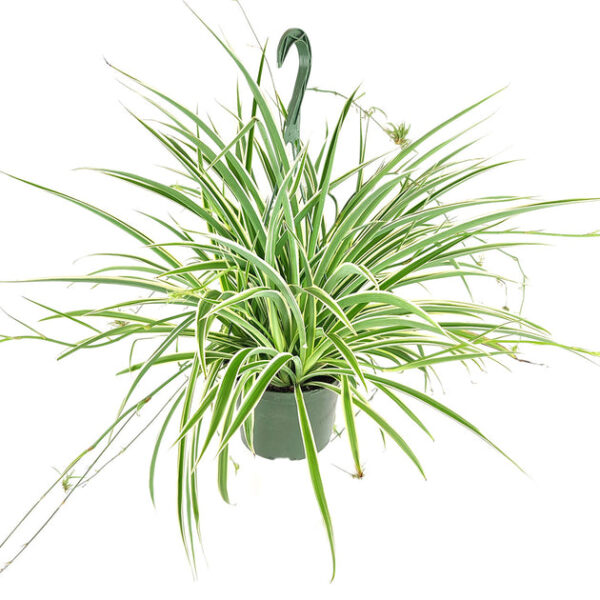 Spider Plant - Image 8