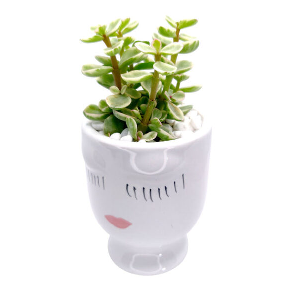 Beauty Pot - Image 9
