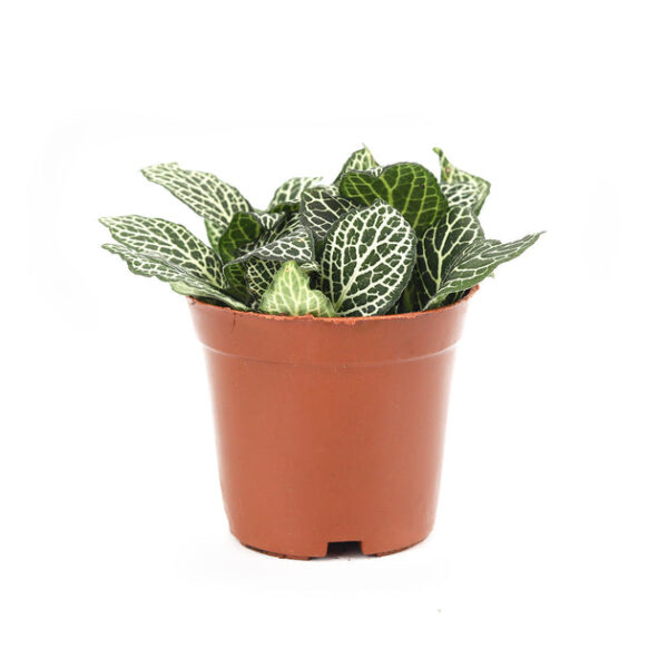 White Nerve Plant Fittonia - Image 3