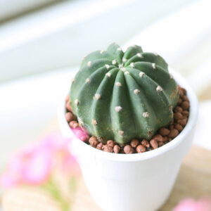 Domino Cactus Echinopsis