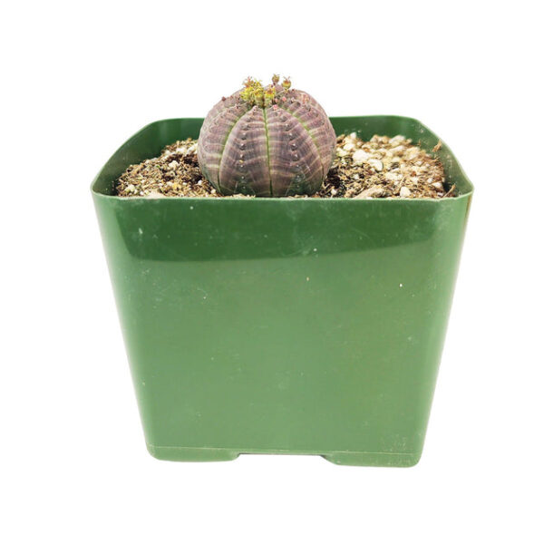 Euphorbia Obesa Cactus - Image 3