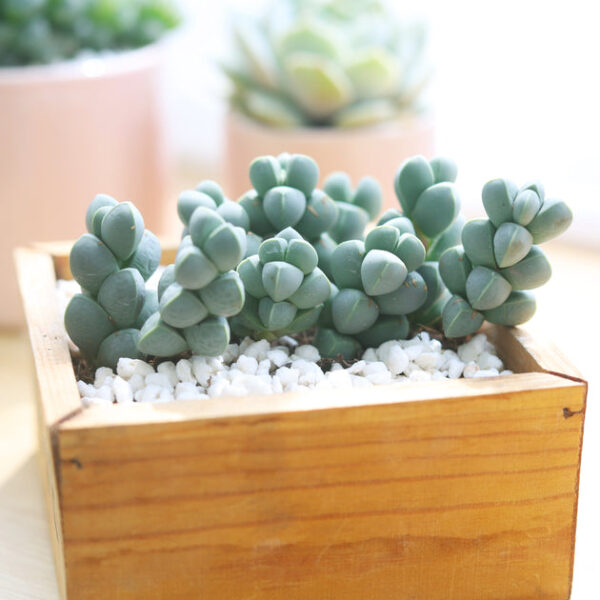 Ice Plant Corpuscularia Lehmannii - Image 4