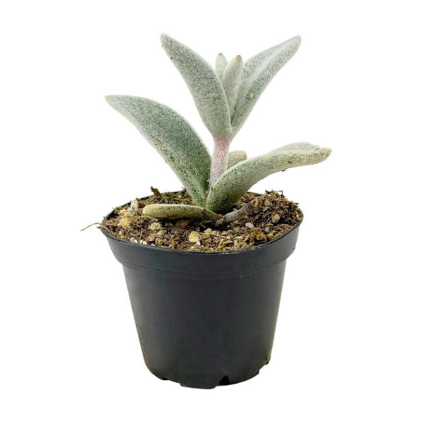 Kalanchoe Polar Bear - Image 2