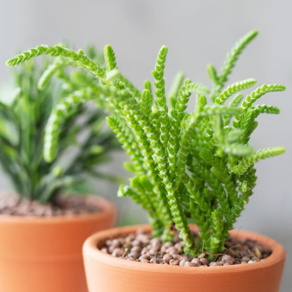 Crassula Watch Chain - Image 2