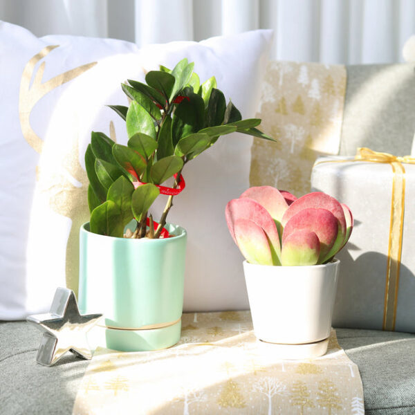 Kalanchoe Flapjacks Succulent - Image 5