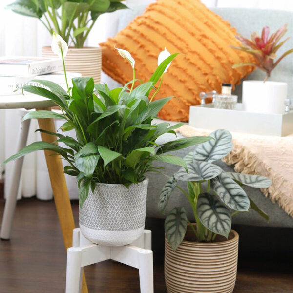 Spathiphyllum Green Peace Lily - Image 6