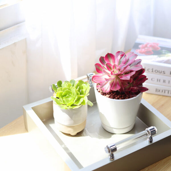 Aeonium Mardi Gras Rosettes - Image 2