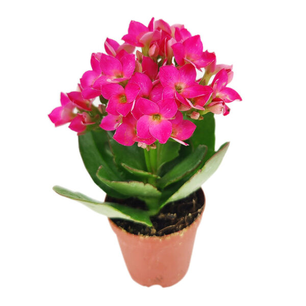 Kalanchoe blossfeldiana 'Calandiva Purple' - Image 9