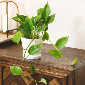 Golden Pothos