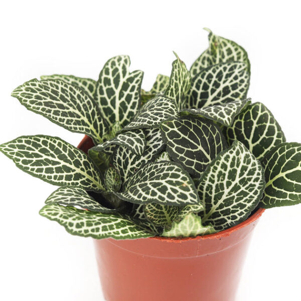 White Nerve Plant Fittonia - Image 4