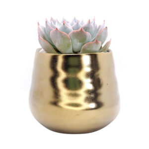 Gold Pot