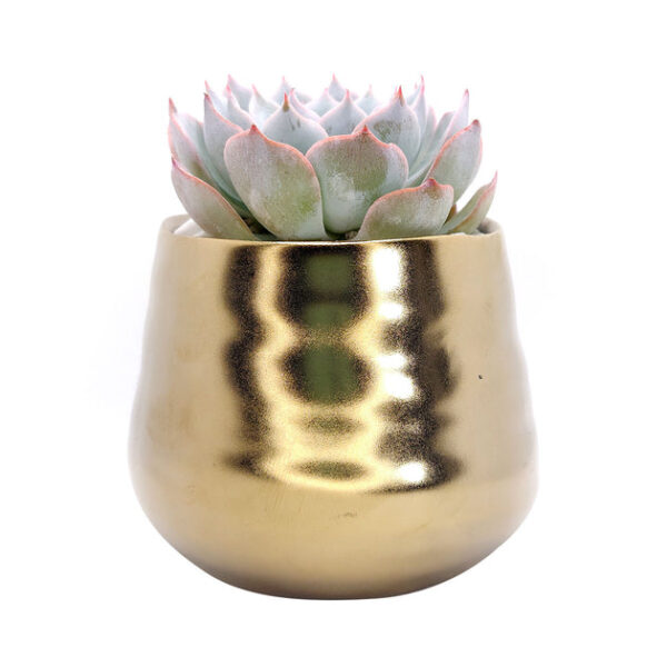 Gold Pot