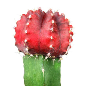 Gymnocalycium Mihanovichii Moon Cactus