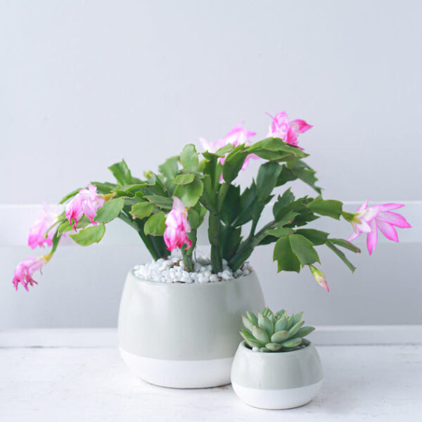 Random Color Christmas Cactus Thanksgiving Cactus - Image 6